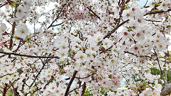 20160403_143135.JPG 20160403_143135.JPG