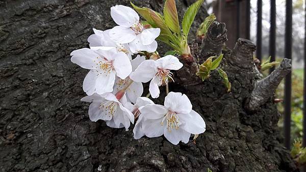 20160403_145107.JPG 20160403_145107.JPG