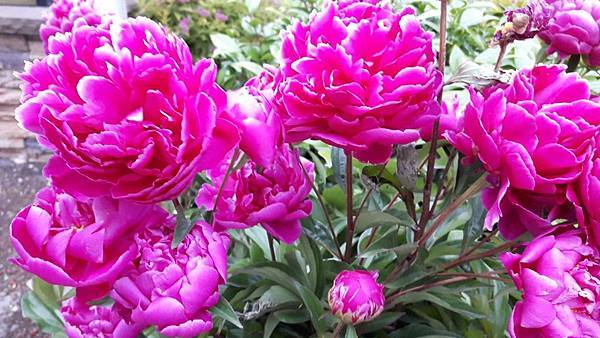 20160523_061006.JPG 20160523_061006.JPG