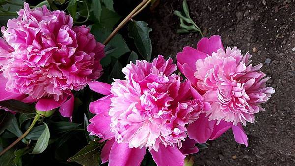 20160523_123042.JPG 20160523_123042.JPG