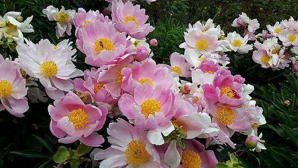 20160523_123435.JPG 20160523_123435.JPG