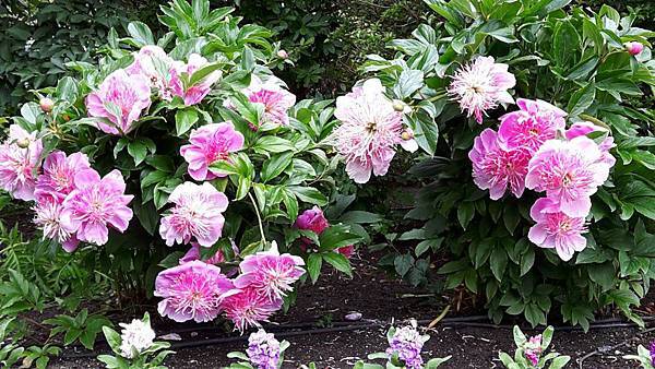 20160523_134828.JPG 20160523_134828.JPG