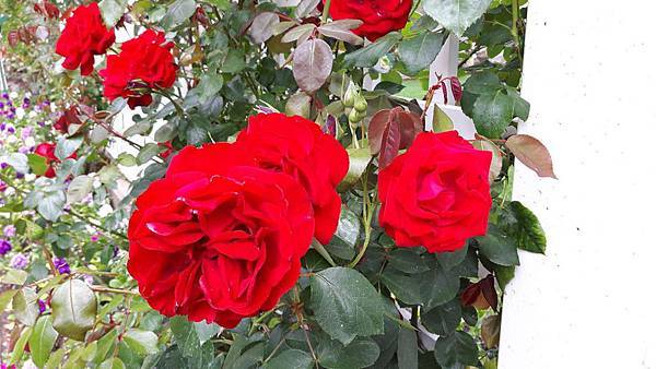 20160523_131211.JPG 20160523_131211.JPG