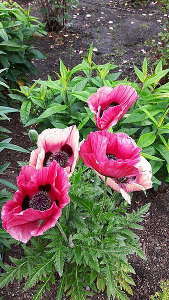 20160523_135450.JPG 20160523_135450.JPG