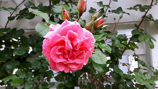 20160523_140158.JPG 20160523_140158.JPG