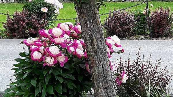 20160523_141020.JPG 20160523_141020.JPG