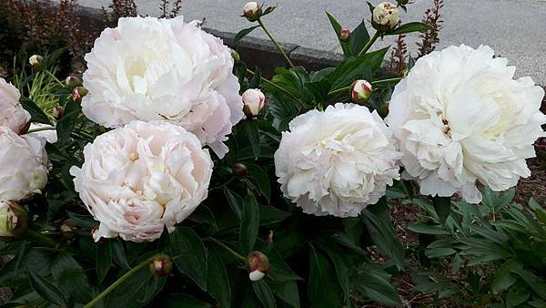 20160523_141356.JPG 20160523_141356.JPG