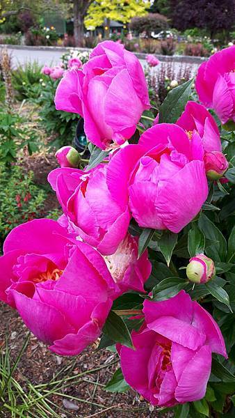 20160523_141405.JPG 20160523_141405.JPG