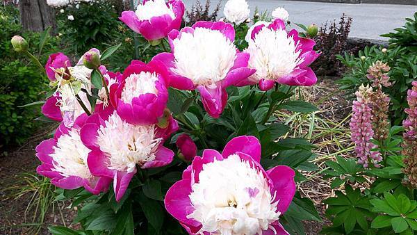 20160523_141425.JPG 20160523_141425.JPG