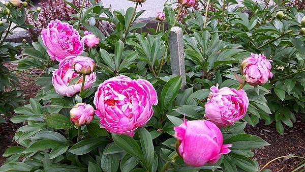 20160523_141430.JPG 20160523_141430.JPG