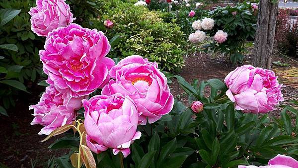 20160523_141515.JPG 20160523_141515.JPG