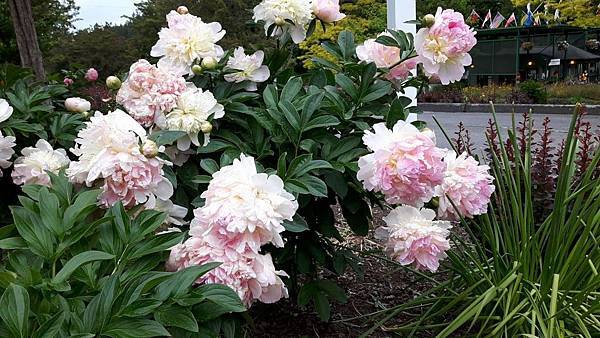 20160523_141501.JPG 20160523_141501.JPG