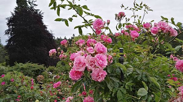 IMG_20160523_135507.JPG IMG_20160523_135507.JPG