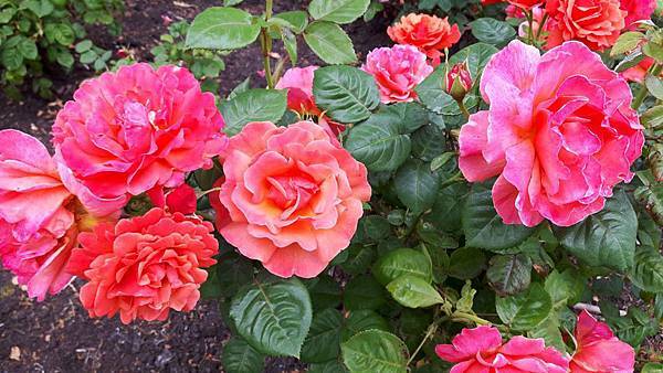 20160524_090057.JPG 20160524_090057.JPG