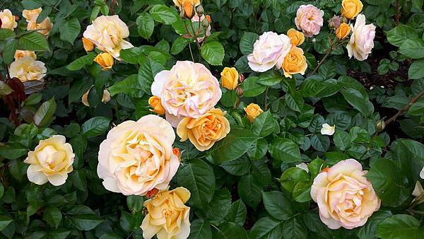 20160524_090610.JPG 20160524_090610.JPG