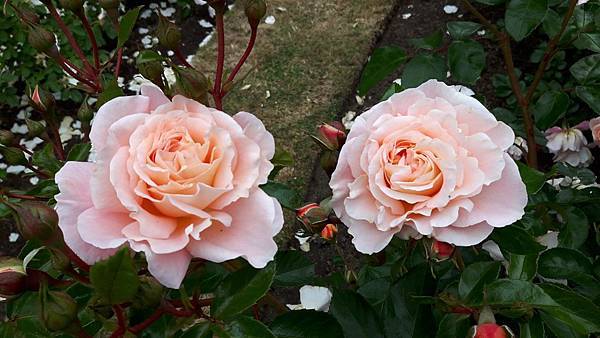 20160524_091008.JPG 20160524_091008.JPG