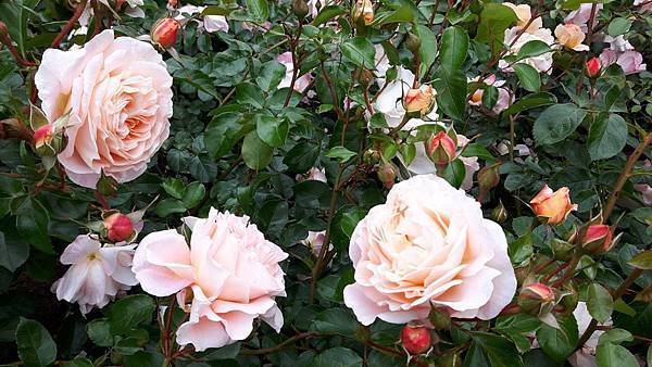 20160524_091012.JPG 20160524_091012.JPG