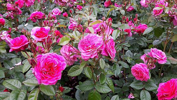 20160524_091028.JPG 20160524_091028.JPG