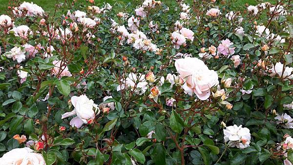 20160524_091018.JPG 20160524_091018.JPG