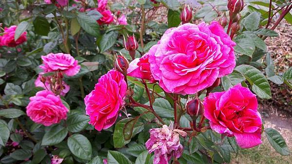 20160524_091034.JPG 20160524_091034.JPG