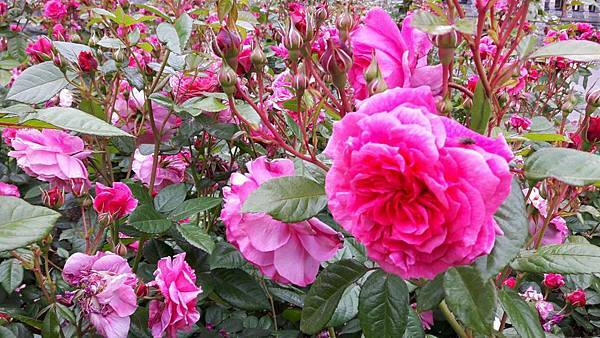 20160524_091040.JPG 20160524_091040.JPG