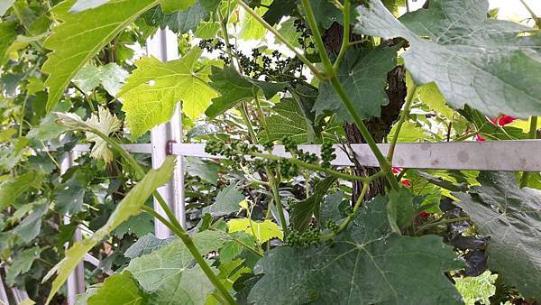 20160524_150847.JPG 20160524_150847.JPG