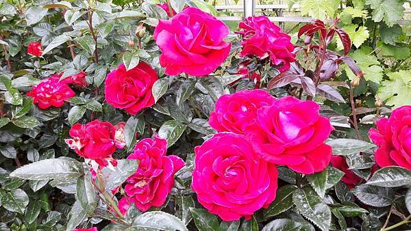 20160524_151010.JPG 20160524_151010.JPG