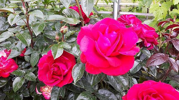 20160524_151024.JPG 20160524_151024.JPG