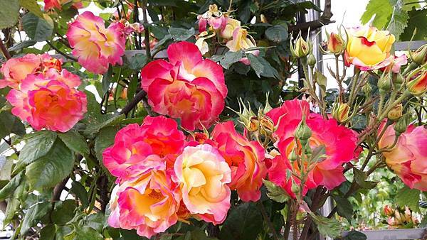 20160524_151327.JPG 20160524_151327.JPG