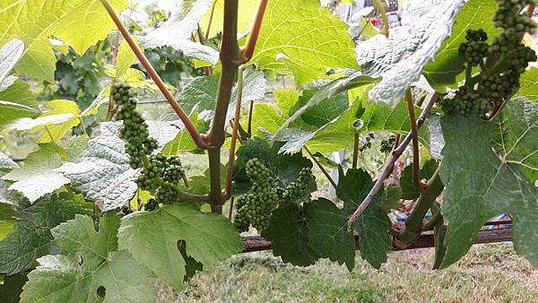 20160524_153800.JPG 20160524_153800.JPG