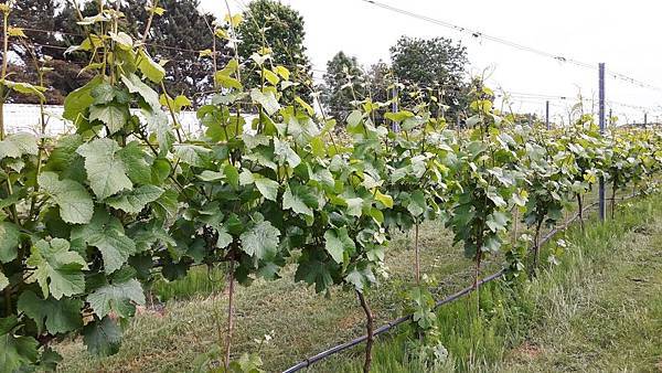 20160524_153848.JPG 20160524_153848.JPG