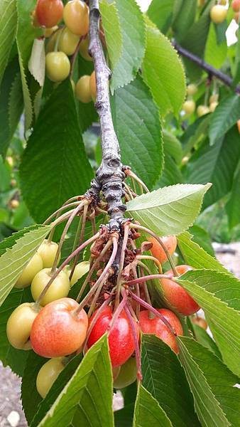 20160524_160702.JPG 20160524_160702.JPG