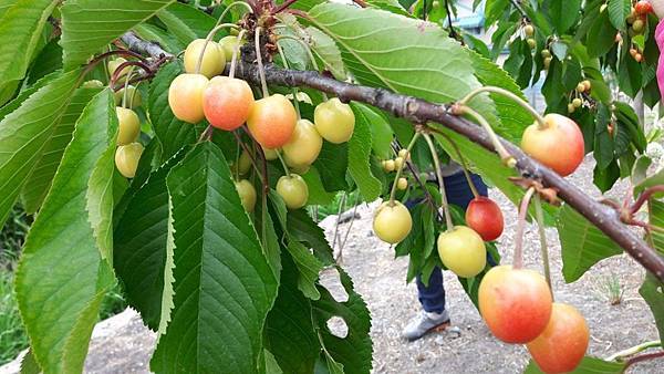 20160524_160716.JPG 20160524_160716.JPG