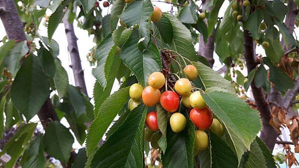 20160524_161241.JPG 20160524_161241.JPG