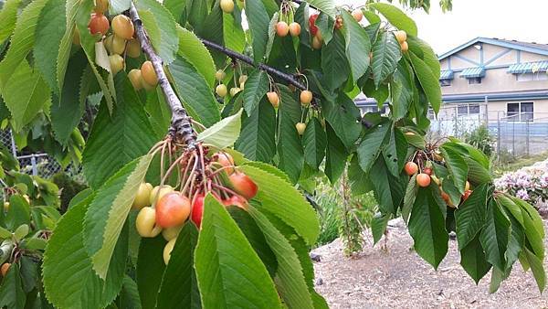 20160524_161301.JPG 20160524_161301.JPG