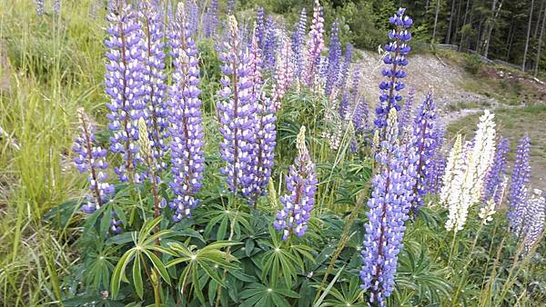 20160527_194648.JPG 20160527_194648.JPG