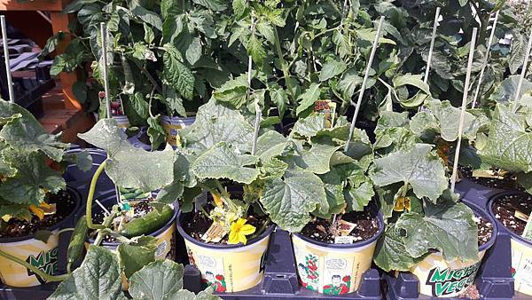 20160528_102141.JPG 20160528_102141.JPG