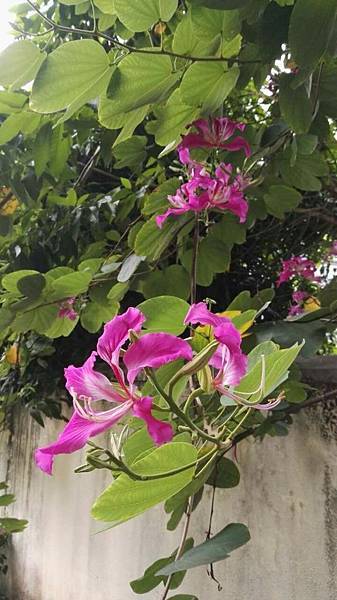 mmexport1477796362111_看图王.JPG mmexport1477796362111_看图王.JPG