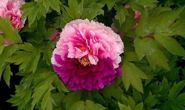 mmexport1478423994512_看图王.JPG mmexport1478423994512_看图王.JPG