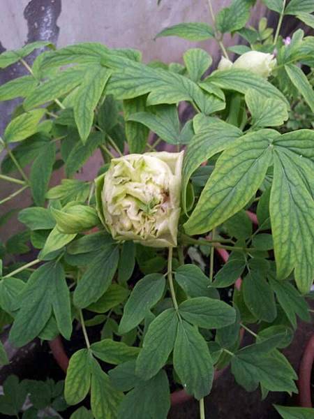 mmexport1478424005370_看图王.JPG mmexport1478424005370_看图王.JPG