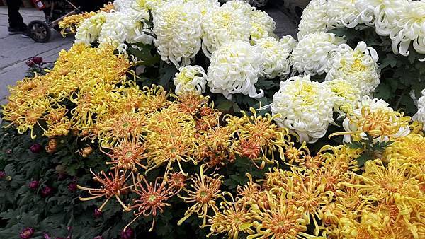 20161106_105844_看图王.JPG 20161106_105844_看图王.JPG