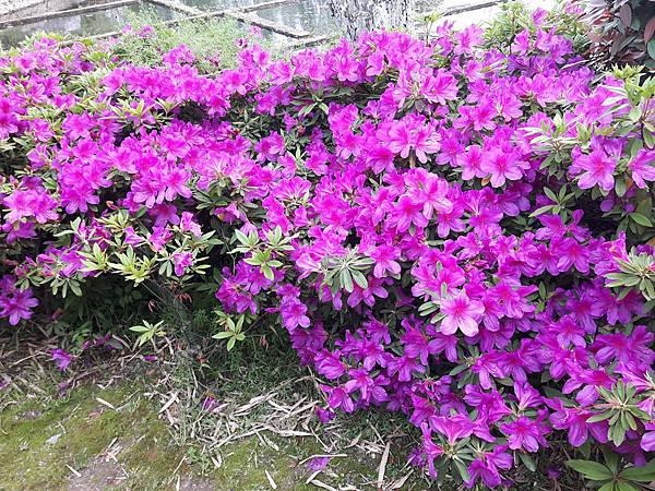 20170420_155029_看图王.jpg 20170420_155029_看图王.jpg