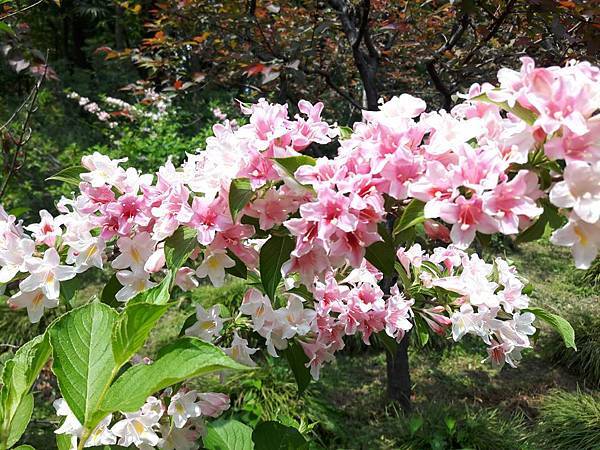 20170422_114032_看图王.JPG 20170422_114032_看图王.JPG