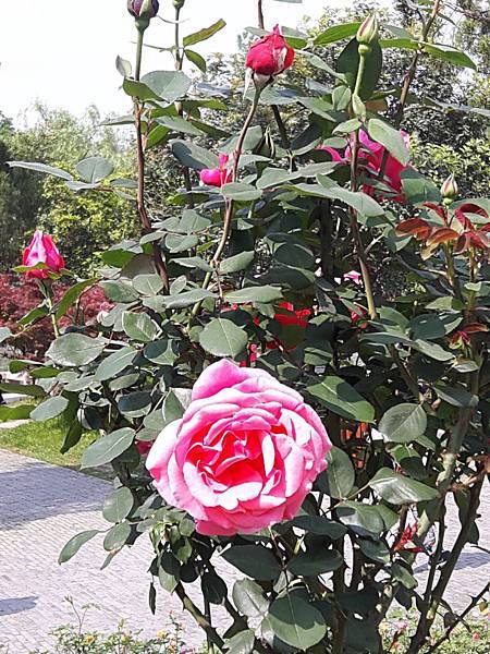 20170422_141452_看图王.JPG 20170422_141452_看图王.JPG