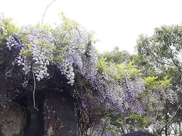 20170422_145032_看图王.JPG 20170422_145032_看图王.JPG