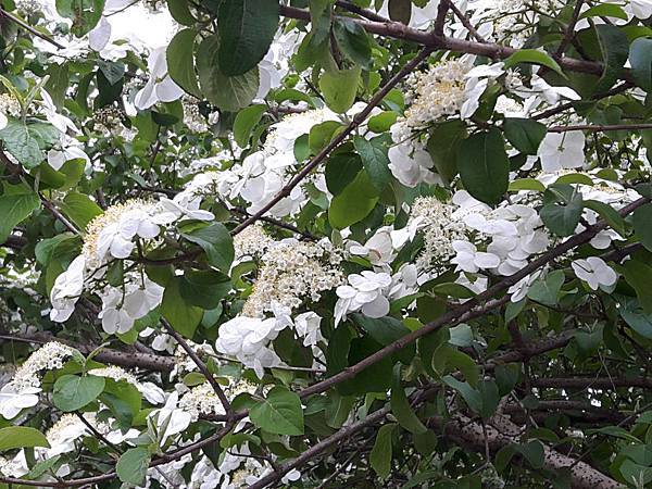 20170422_142317_看图王.JPG 20170422_142317_看图王.JPG