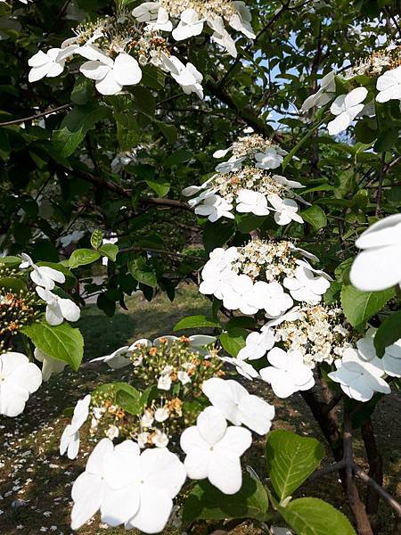 20170422_150001_看图王.JPG 20170422_150001_看图王.JPG