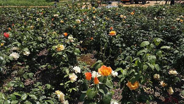 mmexport1493035090653_看图王.jpg mmexport1493035090653_看图王.jpg