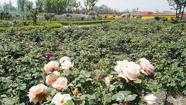 mmexport1493035157677_看图王.jpg mmexport1493035157677_看图王.jpg