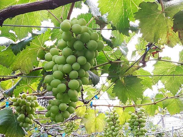 20171016_161545_看图王.JPG 20171016_161545_看图王.JPG